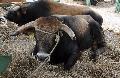 Vaca Mirandesa