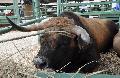 Vaca Mirandesa