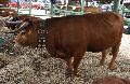 Vaca Arouquesa
