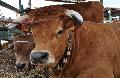 Vaca Arouquesa