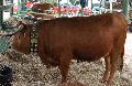 Vaca Arouquesa