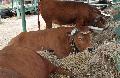 Vaca Arouquesa