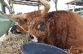Vaca Barrosã