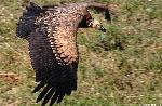 Aves