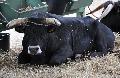 Vaca Maronesa