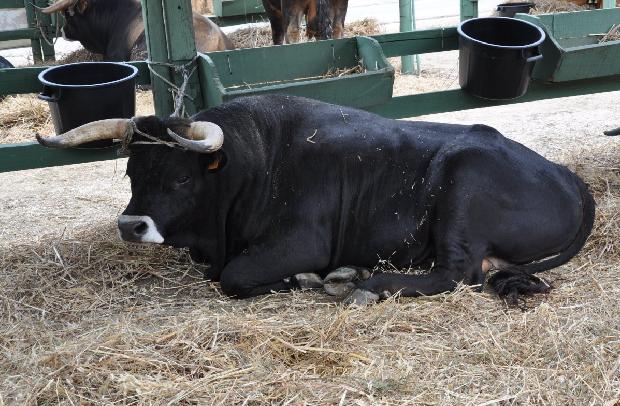 Vaca Maronesa