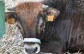 Vaca Maronesa