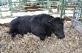 Vaca Aberdeen-Angus