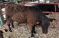 Vaca Aberdeen-Angus