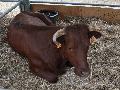 Vaca Mertolenga