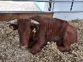 Vaca Mertolenga