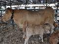 Vaca Blonde D`Aquitaine