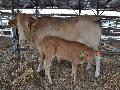 Vaca Blonde D`Aquitaine