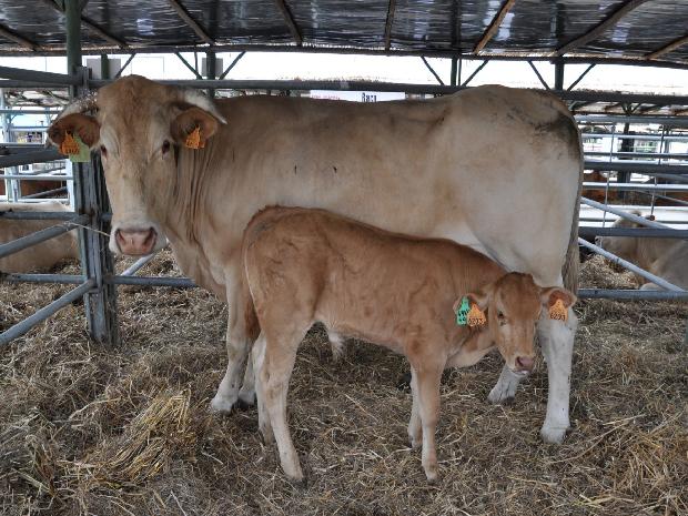 Vaca Blonde D`Aquitaine