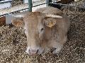 Vaca Blonde D`Aquitaine