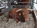 Vaca Alentejana
