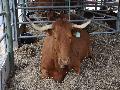 Vaca Alentejana