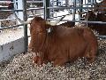 Vaca Alentejana