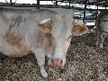 Vaca Charolesa