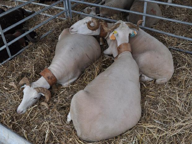 Ovelha Serra da Estrela