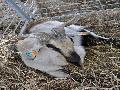 Cabra Serpentina