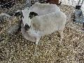 Ovelha Churra Galega Bragançana