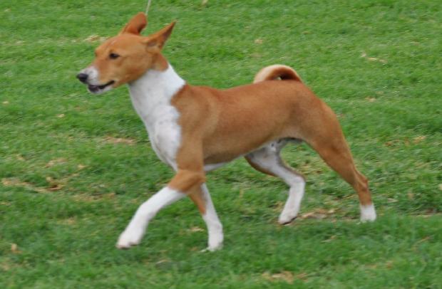 Basenji
