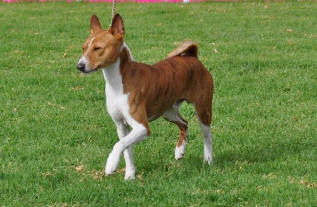 Basenji
