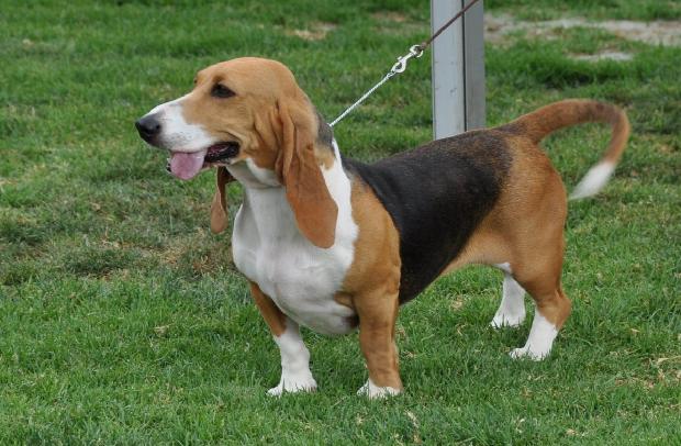Basset Artesian Normand