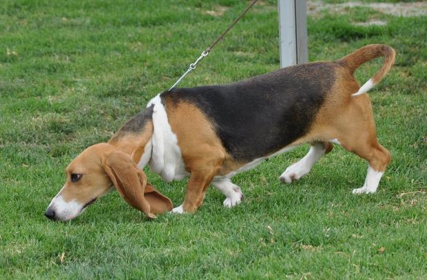 Basset Artesian Normand