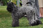 Cães