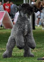 Cães