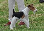 Cães