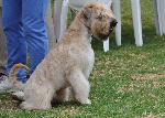 Cães
