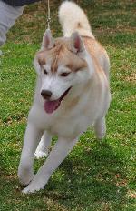 Cães