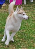Husky Siberiano
