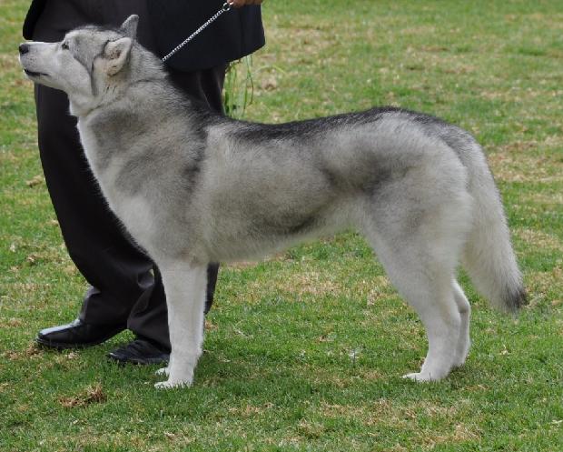 Husky Siberiano