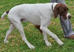 Cães