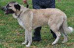 Cães