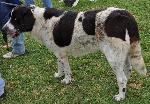 Cães