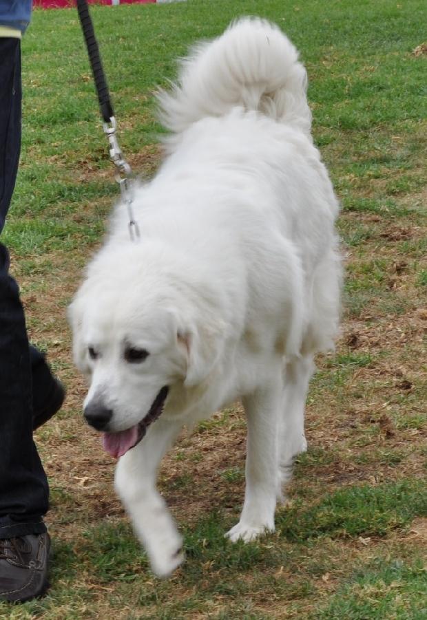Cão de Pastor de Tatra