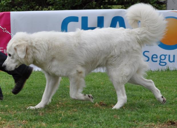 Cão de Pastor de Tatra