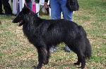 Cães