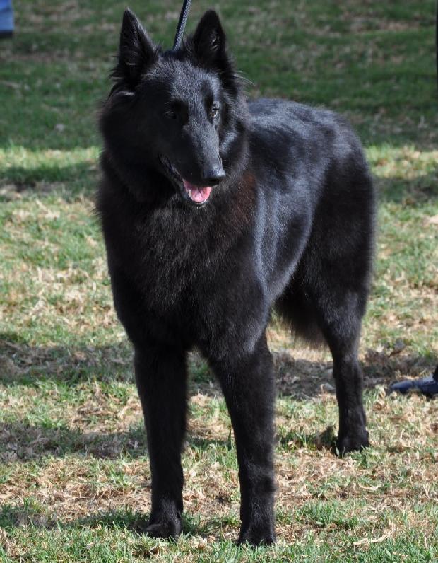 Pastor Belga Groenendael