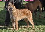 Cães