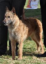 Cães
