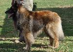 Cães