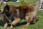 Cães