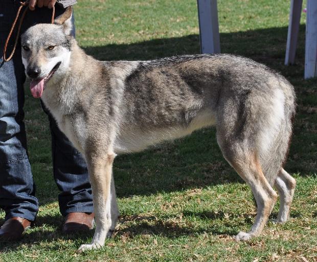 Cão Lobo Checoslovaco