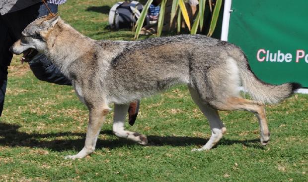 Cão Lobo Checoslovaco